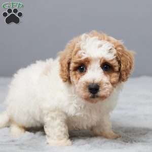 Sonny, Bich-Poo Puppy